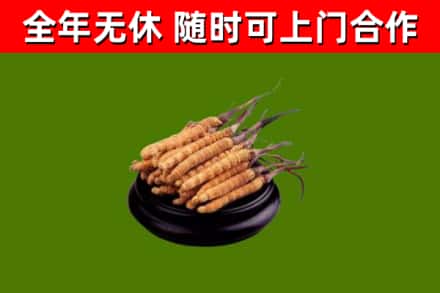潼关回收散虫草